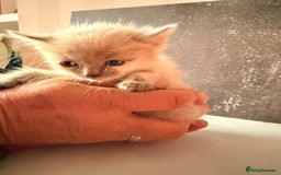Ragdoll cats for sale: Ragdoll kittens **3** left - Image 9
