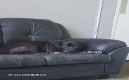 Mixed Breed dogs for sale: Staffy cross with labrador - Image 4