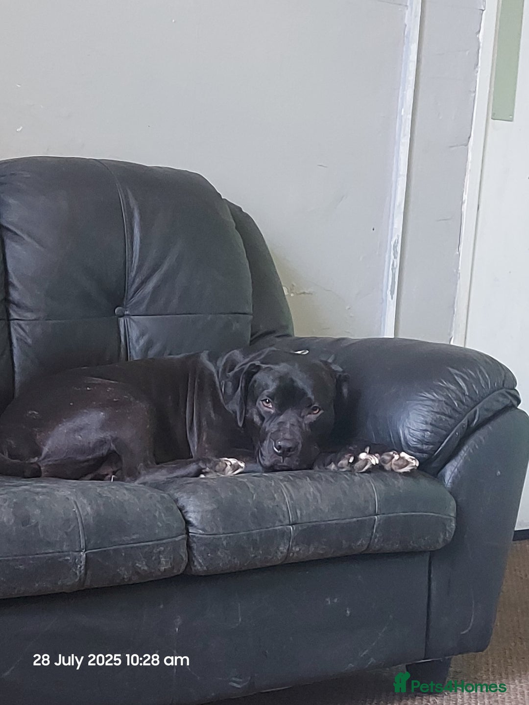 Mixed Breed dogs for sale: Staffy cross with labrador - Image 4