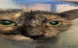 Mixed Breed cats for sale: Queen Delilah - Tortie female  - Image 12