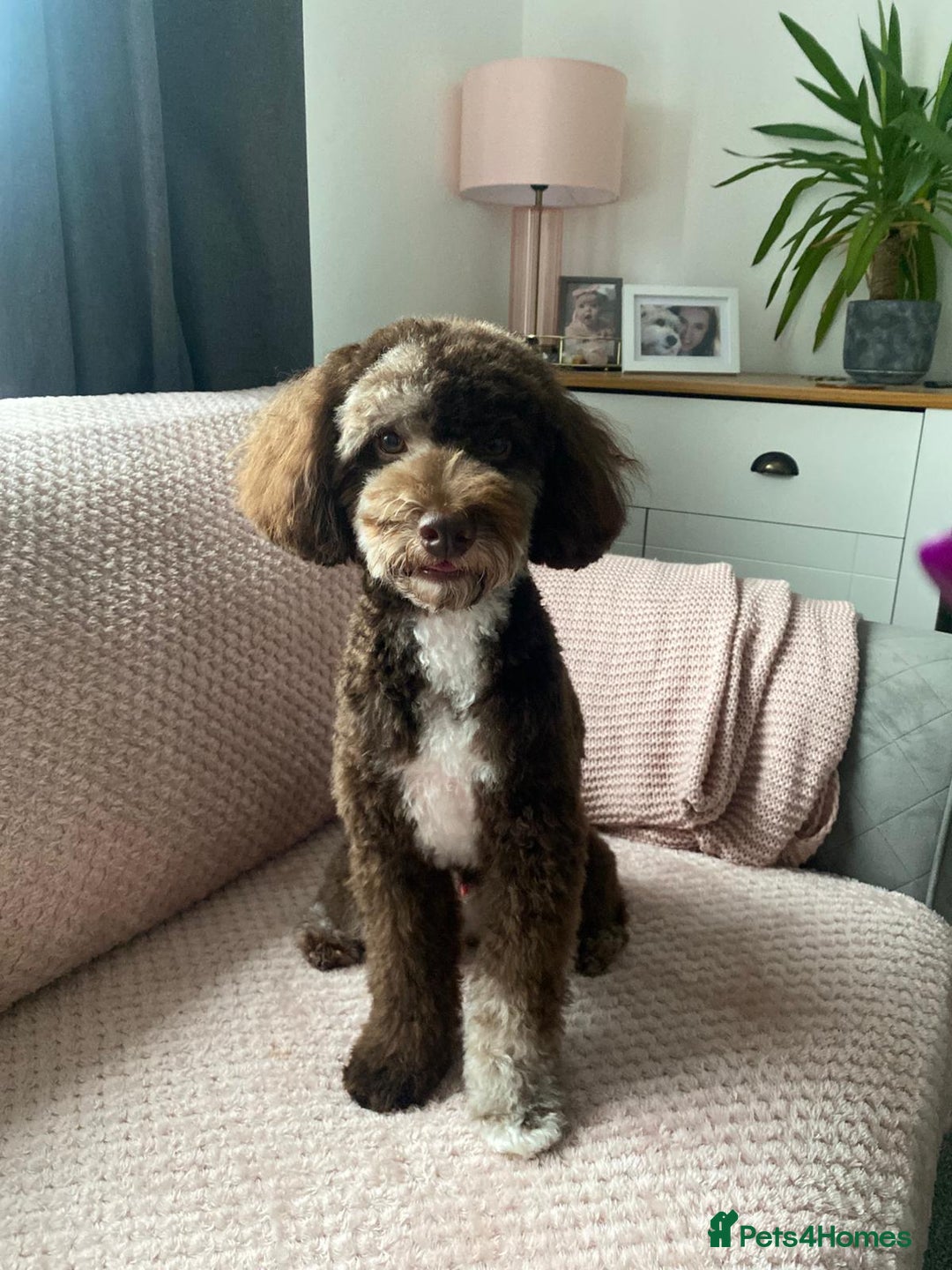 Miniature Poodle dogs for stud: Choc Merle Health Tested Mini Poodle Stud - Advert 7