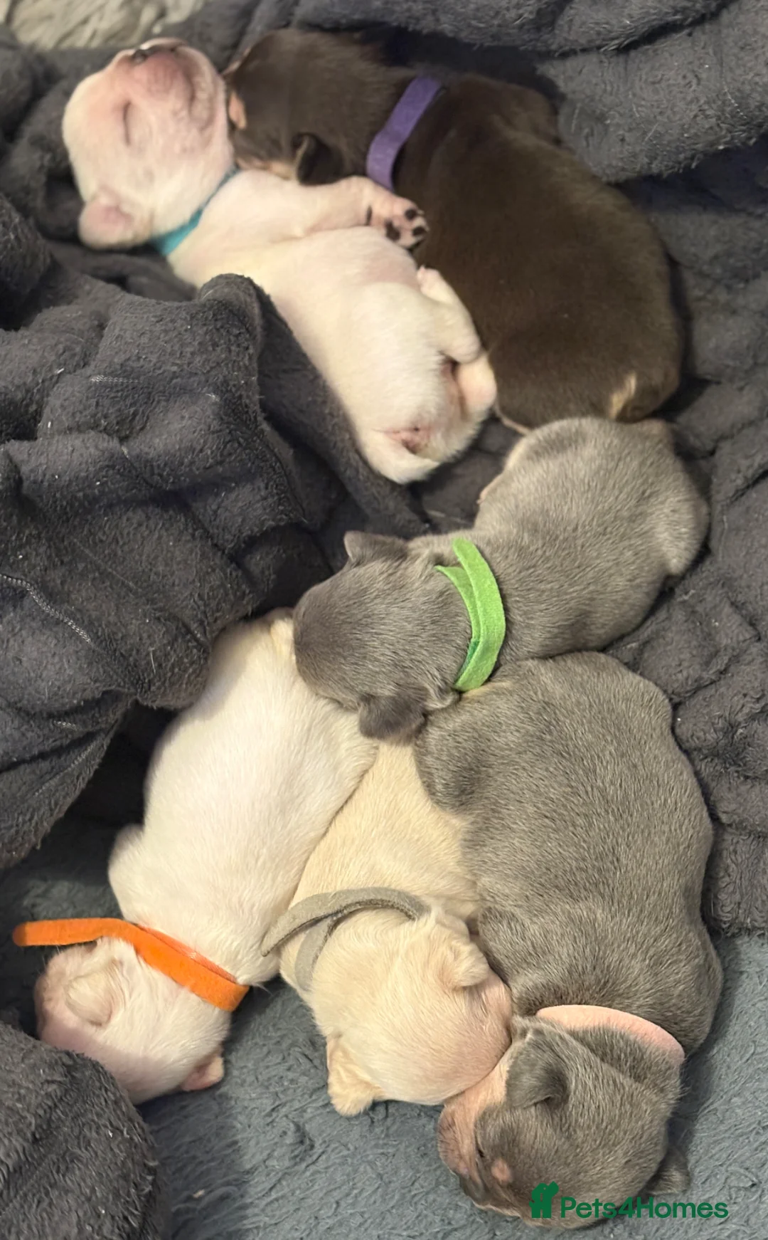 French Bulldog dogs for sale: 7 French Bulldogs - Advert 2