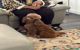 Cavapoo dogs for sale: Beautiful health tested Cavapoo’s 2 black puppies  - Image 5