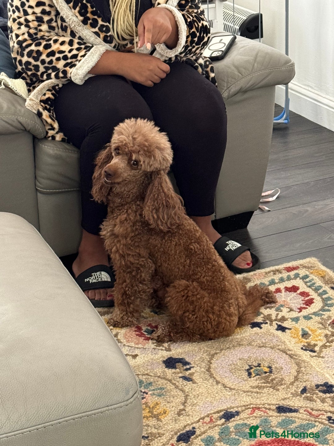Cavapoo dogs for sale: Beautiful health tested Cavapoo’s 2 black puppies  - Image 5