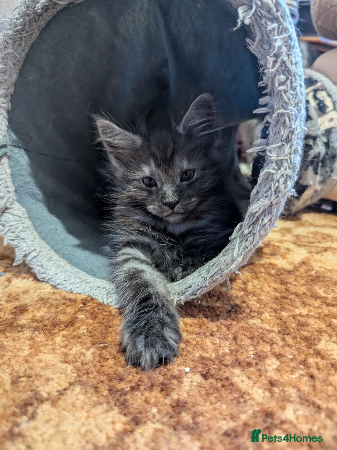 Maine Coon cats for sale: 🐾 GCCF Registered Maine Coon Kitten 🐾 - Advert 2