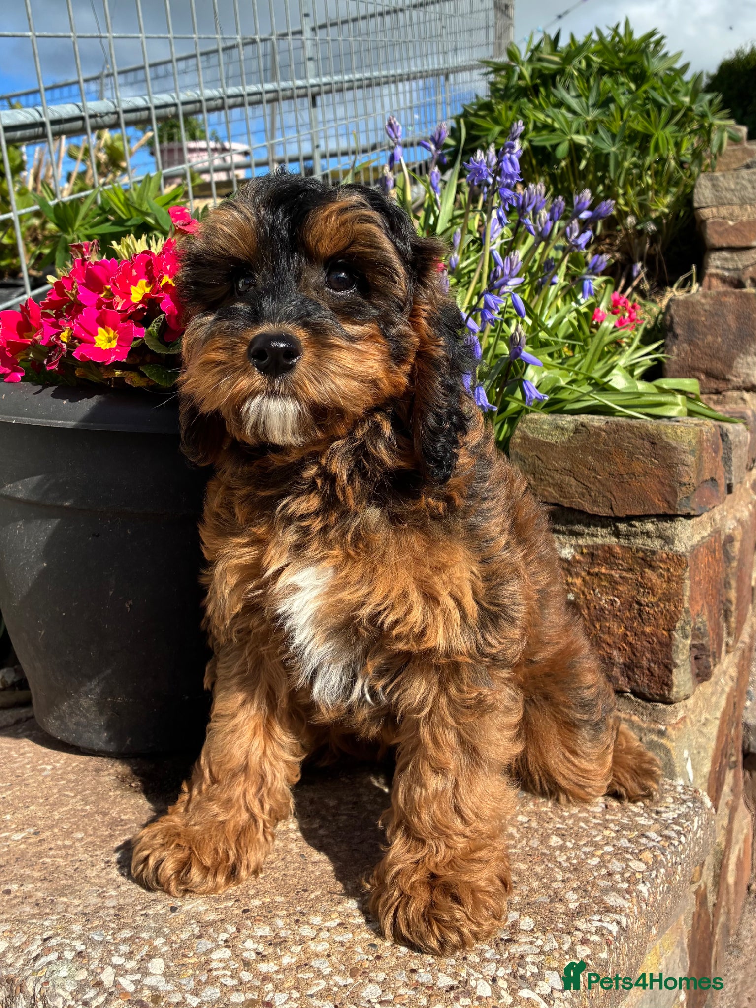 Cockapoo dogs 1 F1B GIRL AVAILABLE! - Advert 2