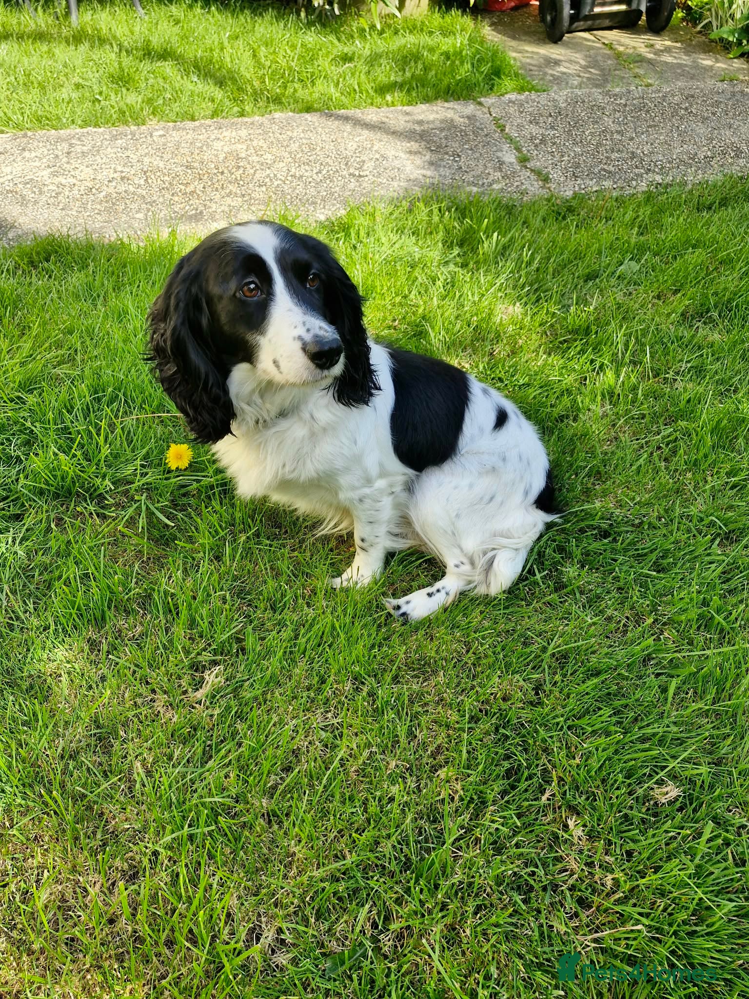 Cocker Spaniel dogs Cocker spaniel  - Advert 1