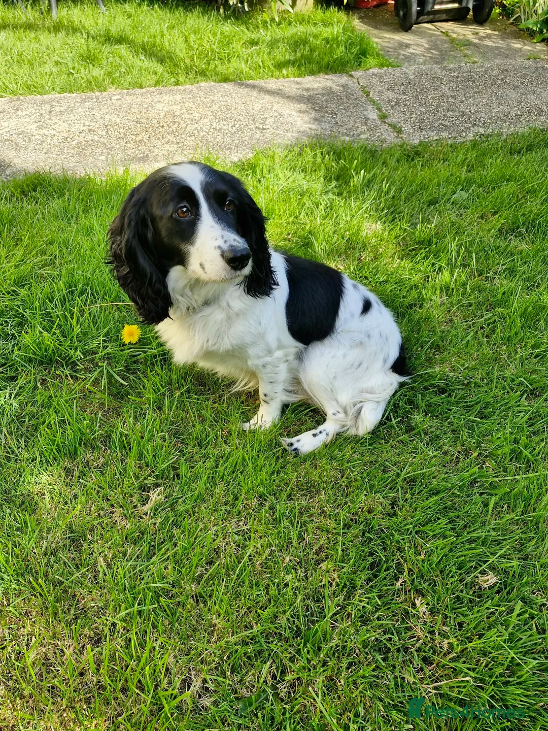 Cocker Spaniel dogs for sale: Cocker spaniel  in Helston - Advert 1