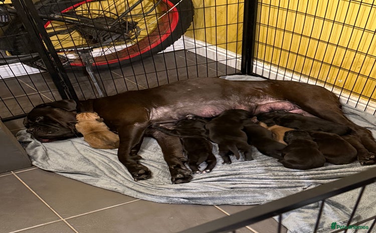 Cane Corso dogs Large Cane Corso pups - Advert 3