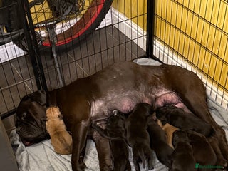 Cane Corso dogs Large Cane Corso pups - Advert 1