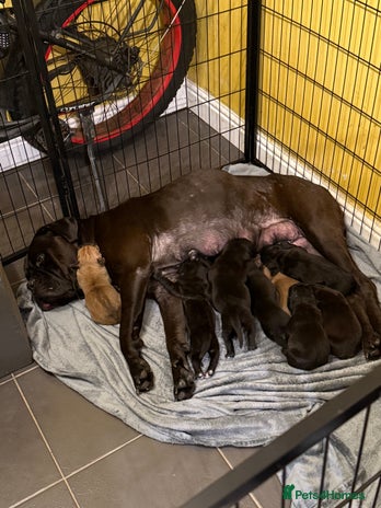 Cane Corso dogs Large Cane Corso pups - Advert 2