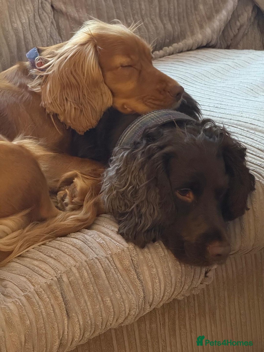 Cocker Spaniel dogs for sale: Cocker spaniel puppies  - Advert 4