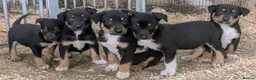Border Collie dogs for sale: Gorgeous litter of Border Collies in Machynlleth - Advert 2