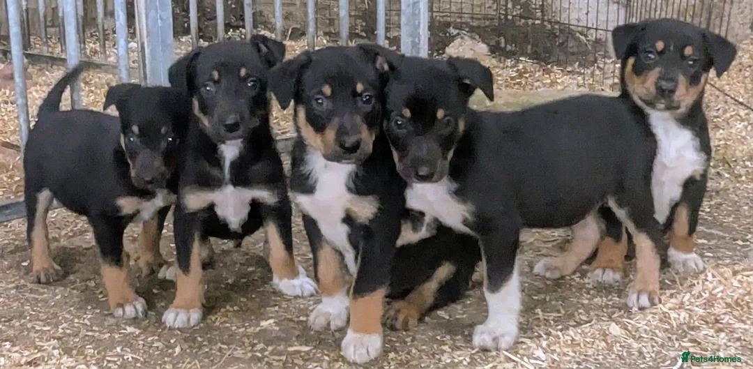 Border Collie dogs for sale: Gorgeous litter of Border Collies in Machynlleth - Advert 2