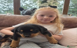 Rottweiler dogs for sale:  Long haired (fluffweilers ) last girl  - Image 5