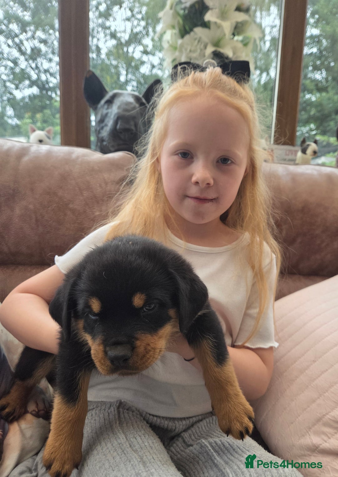 Rottweiler dogs for sale:  Long haired (fluffweilers ) last girl  - Image 5