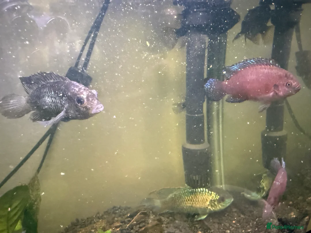 Other/Mixed Breed fish for sale: Fish  in Diss - Advert 2