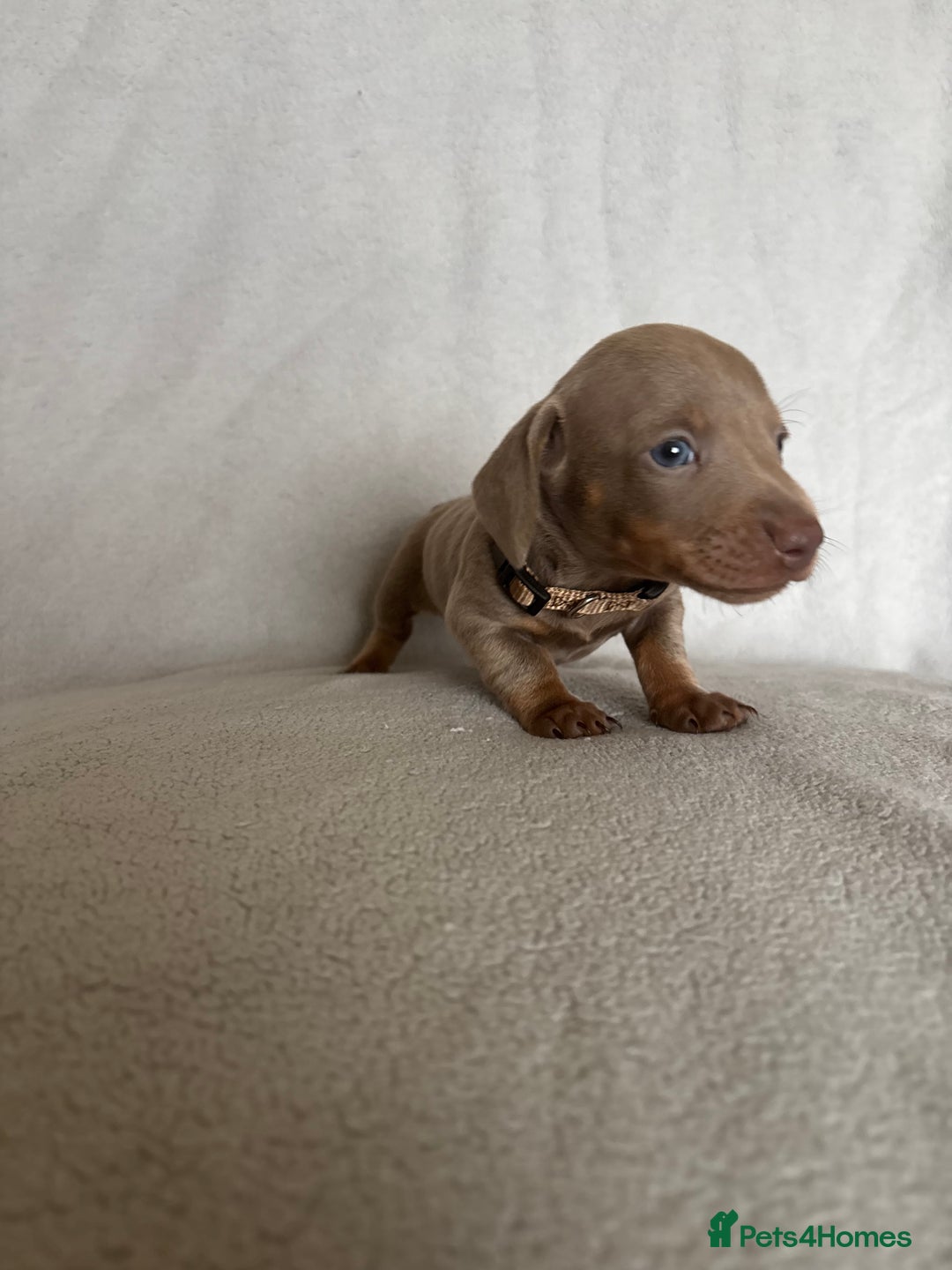 Miniature Dachshund dogs for sale: 5 beautiful Miniture dachshunds for sale - Image 4