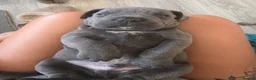 Cane Corso dogs for sale: Cane Corso Puppies - Advert 4