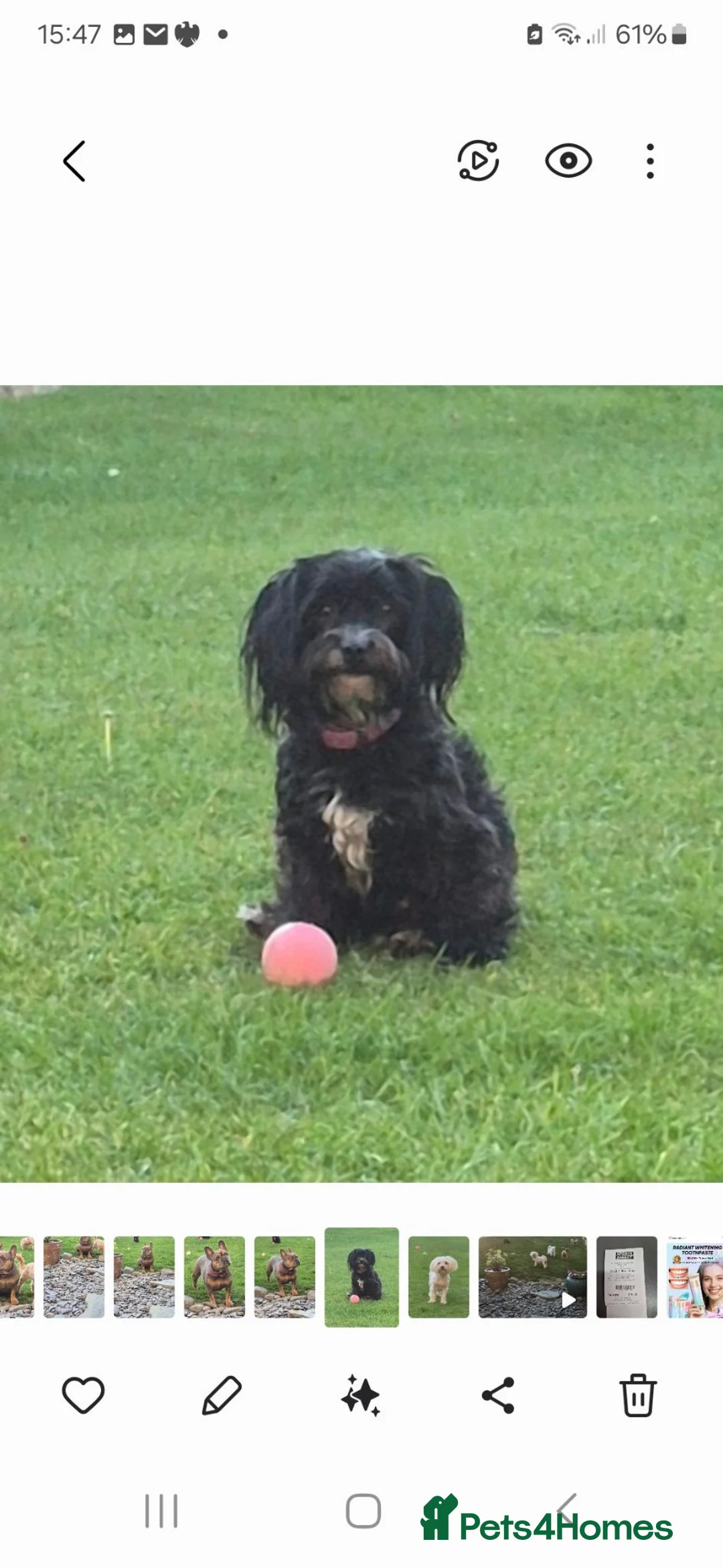Maltese dogs for sale: Maltese/Havanese Puppies  - Advert 2