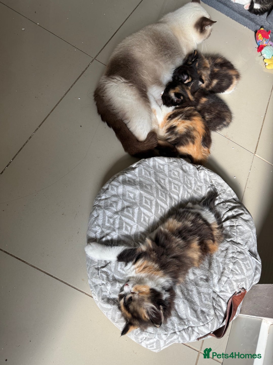 Mixed Breed cats for sale: British short/long hair x kittens ready to go  - Image 7