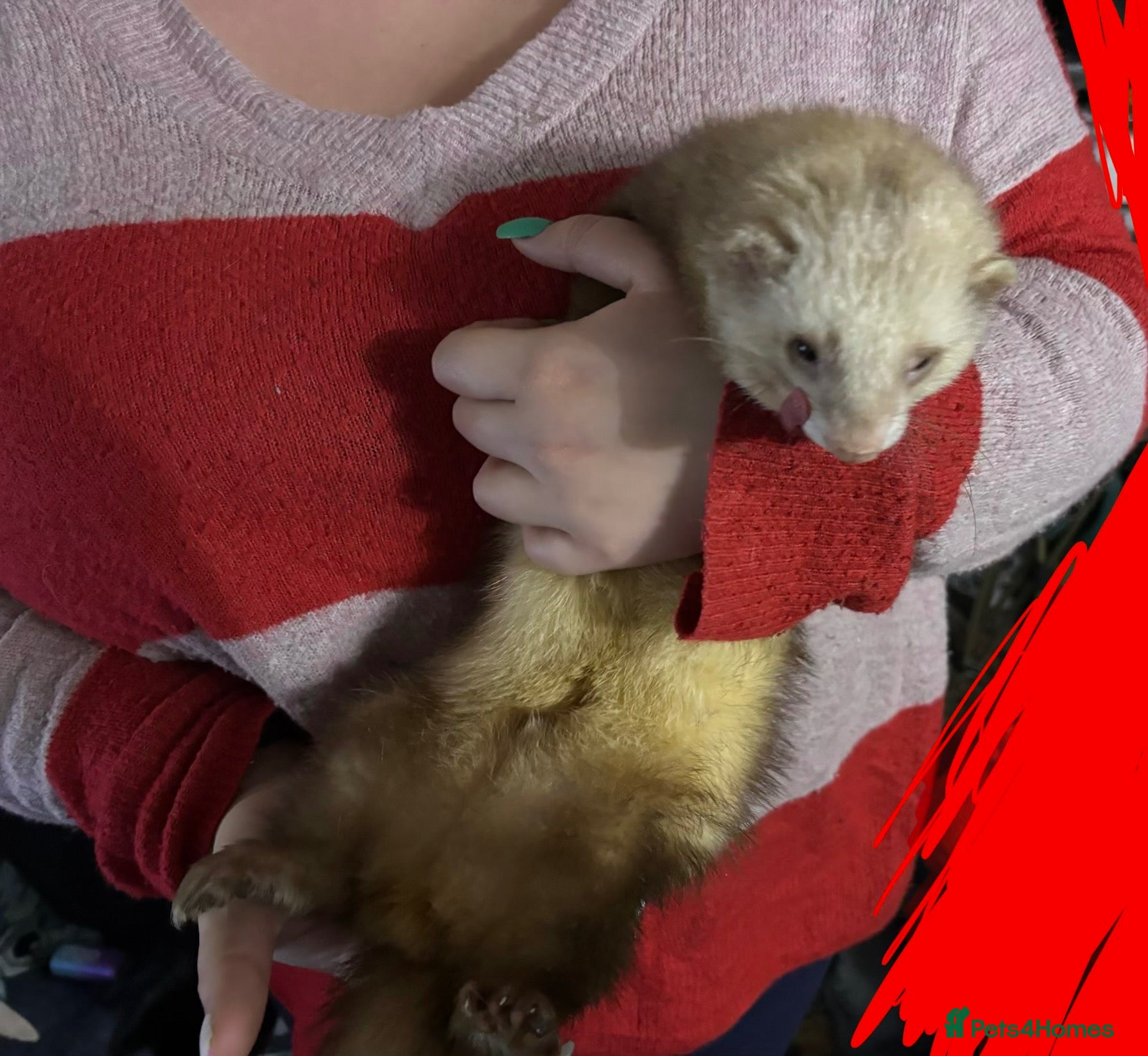 Ferret rodents 2 intact male ferrets for rehoming  - Advert 1