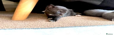 Mixed Breed Kitten 6