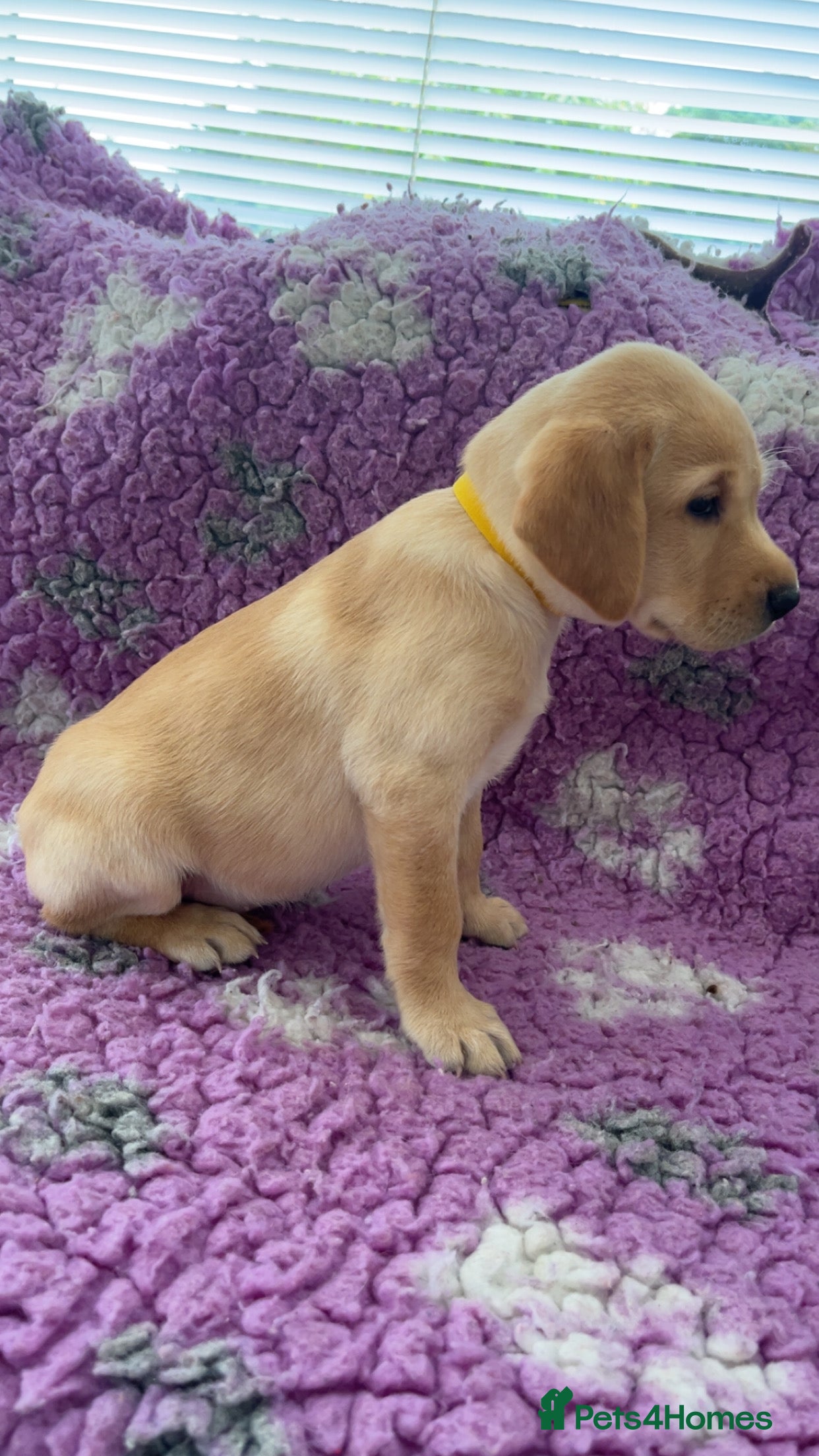 Labrador Retriever dogs KC Reg Labradors from Fully Health tested parents - Advert 1