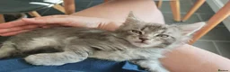 Maine Coon cats for sale: Maine coon kittens  - Advert 3