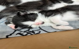 Mixed Breed cats for sale: 7 Beautiful black and white kittens  - Image 1