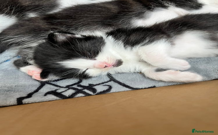 Mixed Breed cats - Advert 8