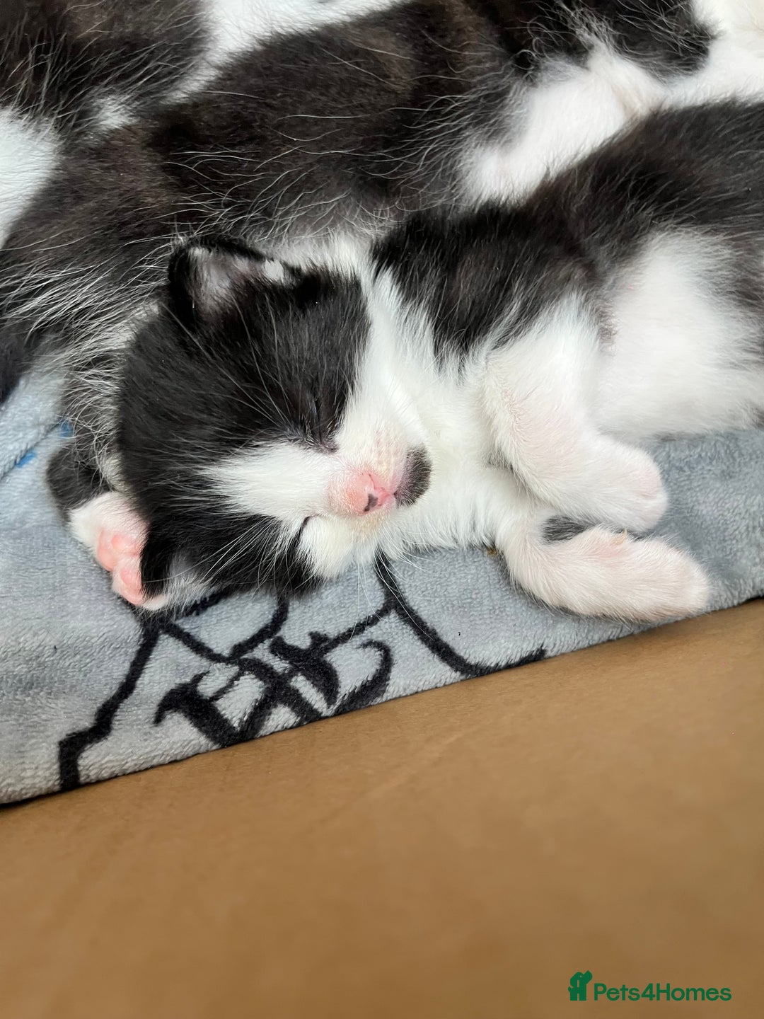 Mixed Breed cats for sale: 7 Beautiful black and white kittens  - Image 1