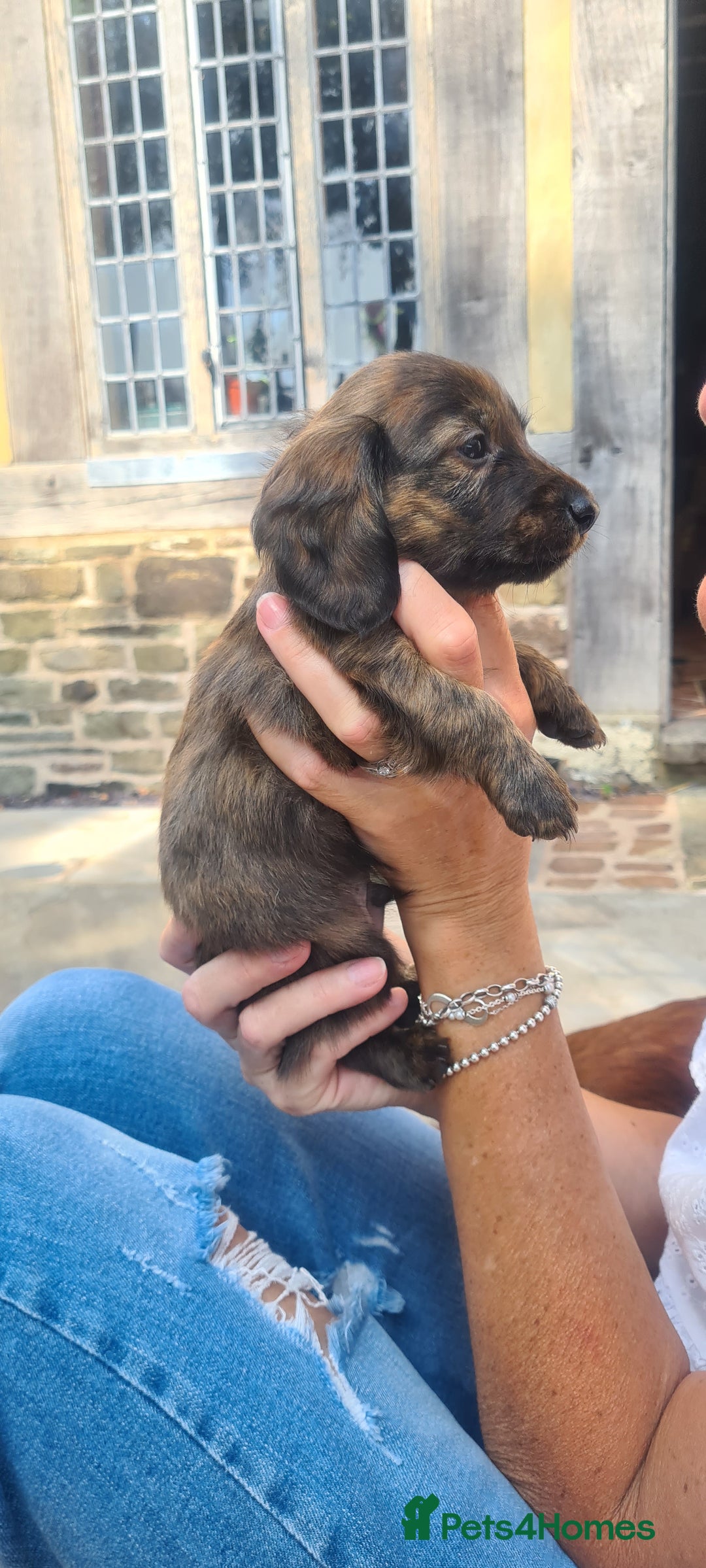 Miniature Dachshund dogs for sale: Miniature Longhaired Dachshund Puppies  - Image 5