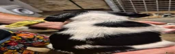 English Springer Spaniel dogs for sale: HintonBreeze Gundogs  - Advert 24