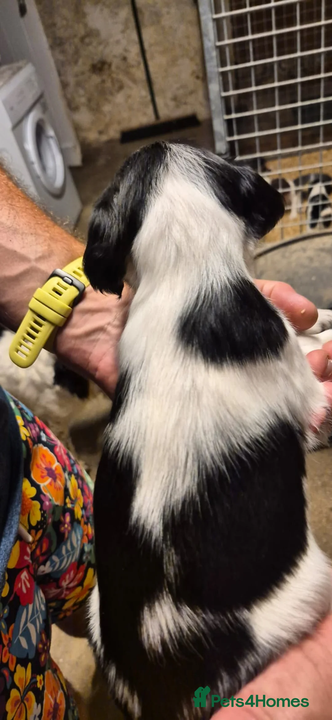 English Springer Spaniel dogs for sale: HintonBreeze Gundogs  - Advert 24