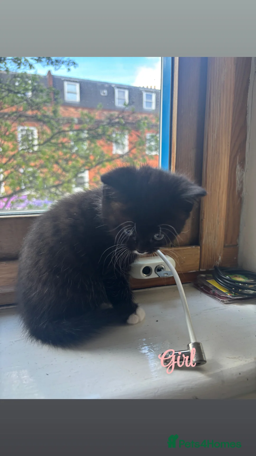 Mixed Breed cats for sale: Half BSH half tabby kittens in London - Advert 2