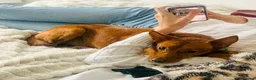 Mixed Breed dogs for adoption: Rusty - Foster or Forever home wanted! - Advert 8