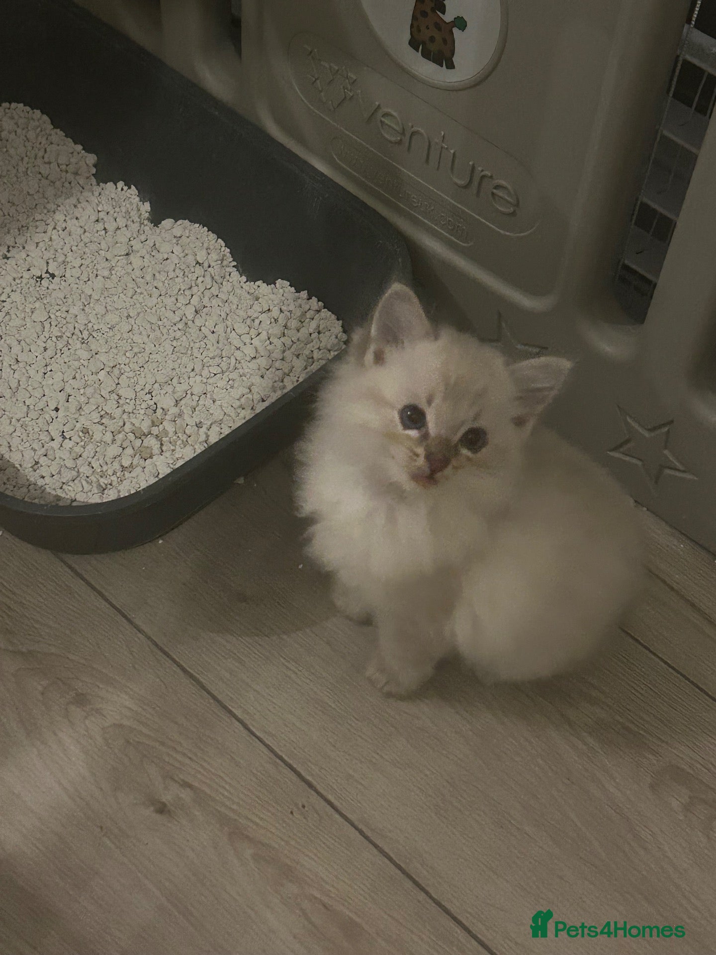 Ragdoll cats Ragdoll kittens (1 boy left)  - Advert 15