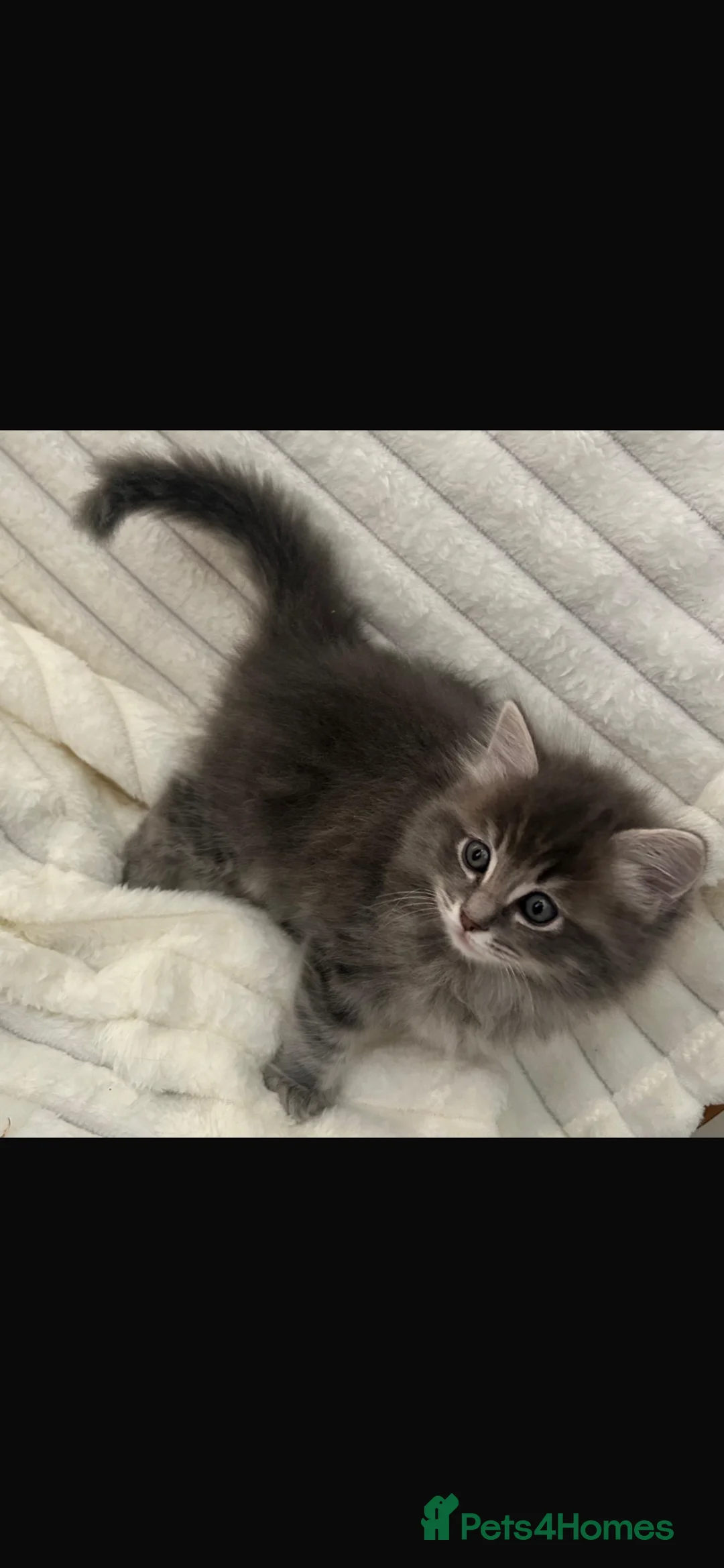 Ragdoll cats for sale: Blue ragdolls  - Advert 6