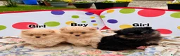 Pomeranian dogs for sale: Beautiful Pomeranian puppies 🐶  - Advert 5