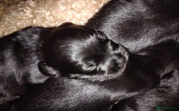 Mixed Breed dogs for sale: Miniature Poodle cross french bulldog puppies  - Image 10