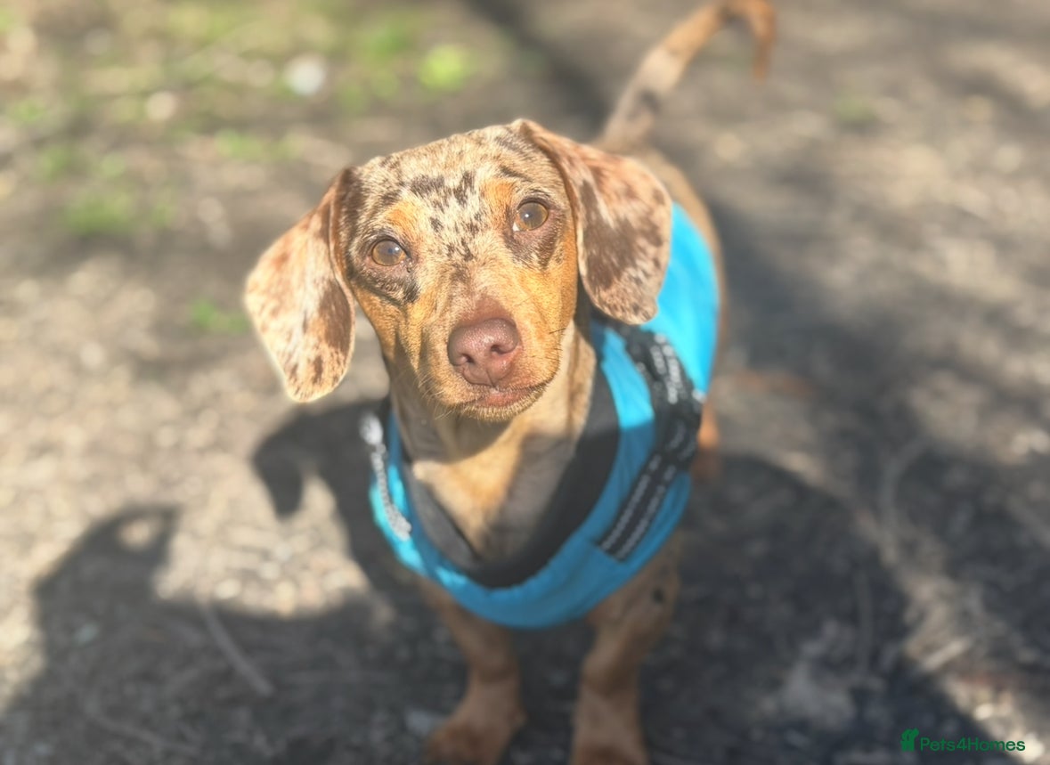 Miniature Dachshund dogs 🔥 STUD🔥 KC Registered miniature Dachshund Dapple - Advert 23