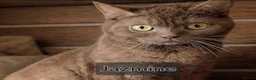 British Shorthair cats for sale: Pedigree BSH kittens stunning litter - Advert 8