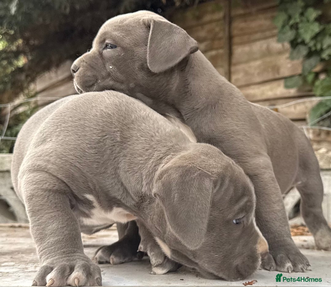 American Bully dogs for sale: Pocket bully puppies ready soon  - Image 22
