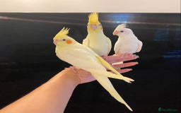 Cockatiels birds for sale: Extra Silly Tame Hand Reared Baby Cockatiels  - Image 4