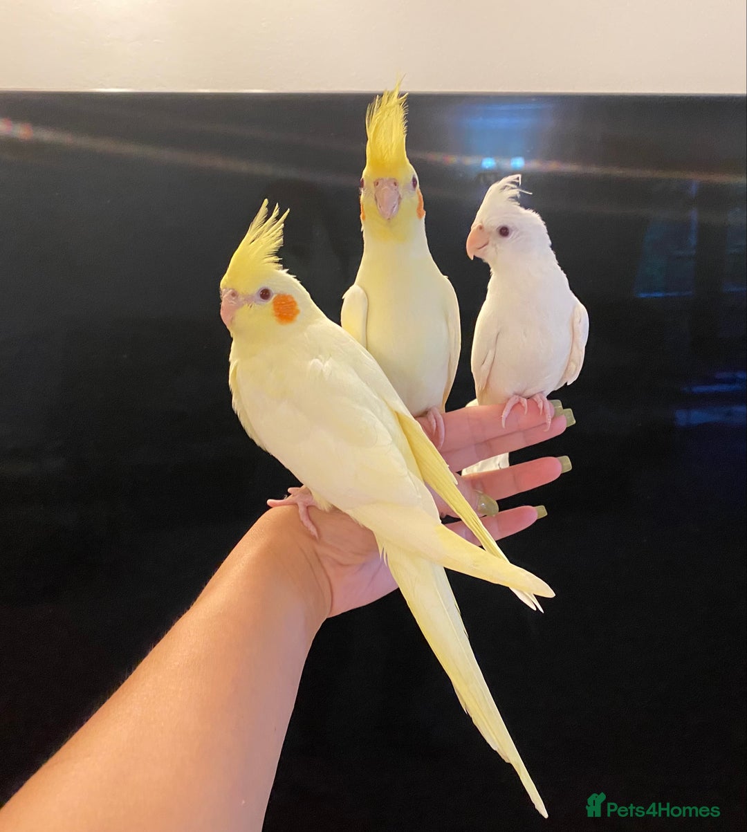 Cockatiels birds for sale: Extra Silly Tame Hand Reared Baby Cockatiels  - Image 4