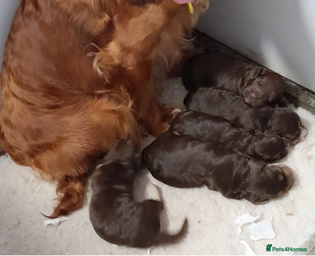 Cocker Spaniel dogs for sale: Kc Reg  Cocker Spaniel Puppies Health Tested - Advert 35