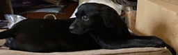 Labrador Retriever dogs for sale: Beautiful Labrador Puppies for Sale - Advert 5