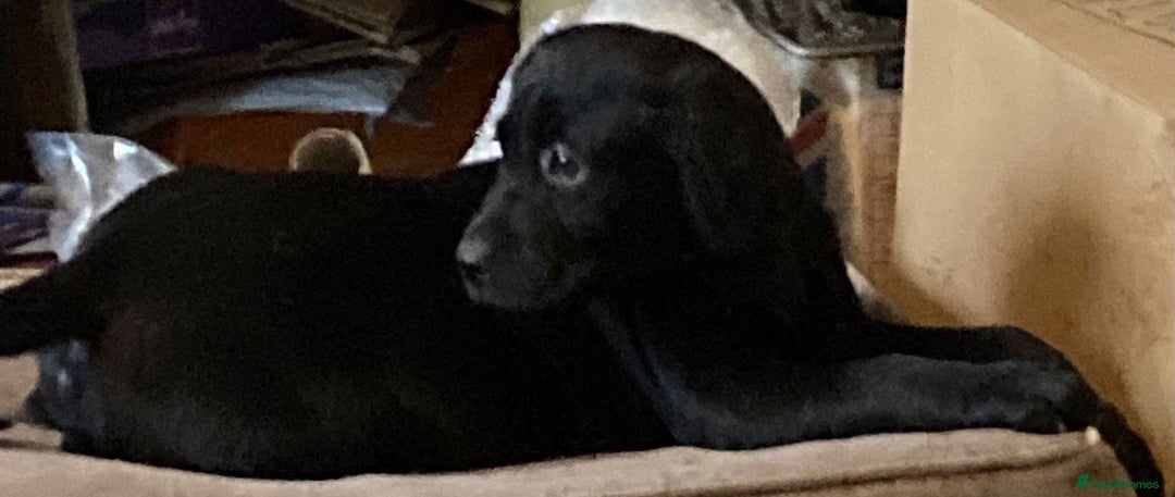 Labrador Retriever dogs for sale: Beautiful Labrador Puppies for Sale - Advert 5