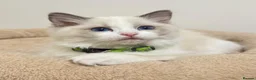 Ragdoll cats for sale: TICA Reg Ragdoll Kittens from Show-Winning Lines - Advert 1